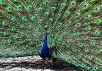 colorido pavo real macho con las plumas abiertas