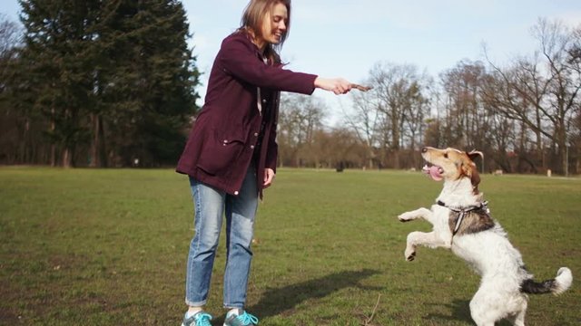 Cute young girl on a walk with a beautiful dog in the park. Mistress plays stick with her dog in the park while walking