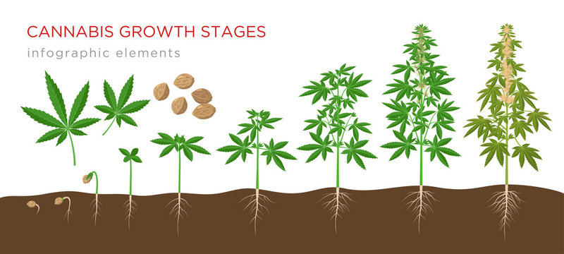 Cannabis sativa growth stages from seeds to mature plant with hemp leaves, flowers and roots - infographic elements isolated on white background.
