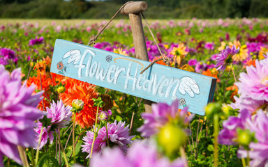 Blue signpost hanging on the rope saying Flower Heaven in the middle of colorful Dahlia flower field  