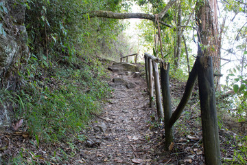 Footpath in the tropical forest in the mountain of El Avila