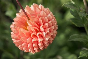 Rossendale peach dahlia (Georgina ) macro close up shot at sunny day with nice and soft blurry bokeh background 
