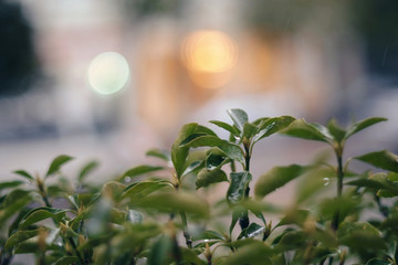 Wet tree branch on blurred background