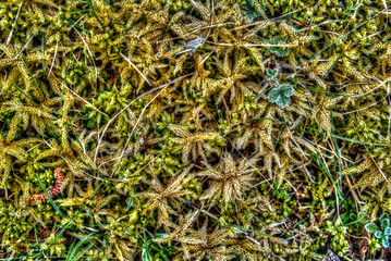 close up of a forest floor vegetation with the winter morning frost
