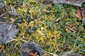 close up of a forest floor vegetation with the winter morning frost