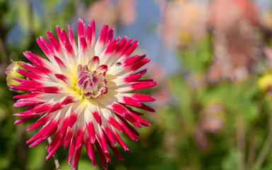 Dahlia Cactus Tahiti Sunrise  (Georgina ) macro close up shot at sunny day with nice and soft blurry bokeh background 