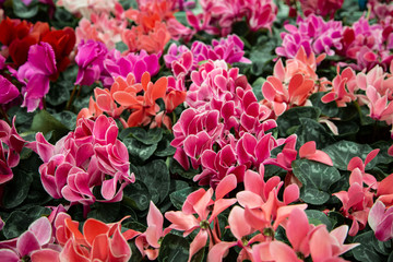 Natural beautiful background with lots of cyclamen.
