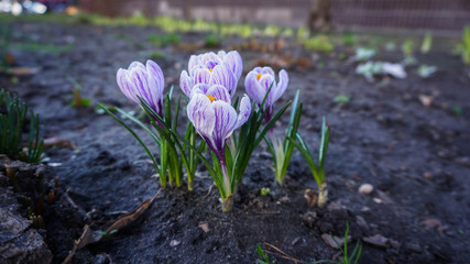 the first spring flowers on black ground, it starts warm