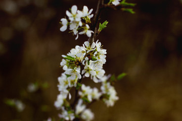   Blooming cherry on a dark background. Spring background.
