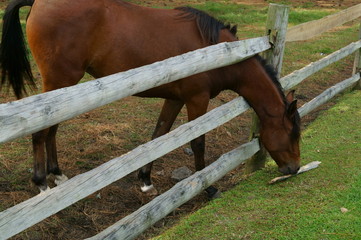 Horse