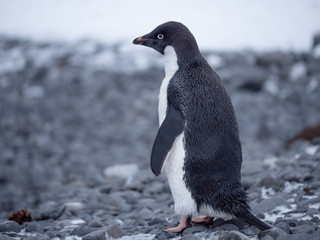 Adelie penguin