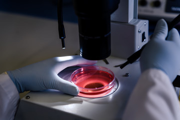 Scientific handling a light stereomicroscope examines a culture in a petri dish for pharmaceutical...
