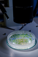 Culture in a petri dish under a light stereomicroscope is examined for pharmaceutical bioscience research. Concept of science, laboratory and study of diseases.