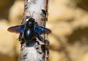 Blaue Holzbiene