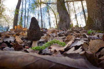 Morchella conica