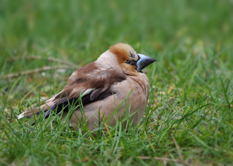 Ein Kernbeißer, Coccothraustes coccothraustes, sitzt aufgeplustert im Gras