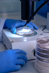 Scientific handling a light stereomicroscope examines a culture in a petri dish for pharmaceutical bioscience research. Concept of science, laboratory and study of diseases.