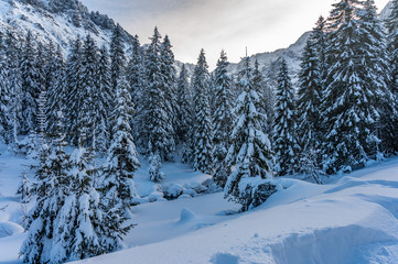 Winter in rocky mountains