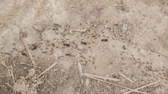 Top view ants will migrate before heavy rains are perceived instincts.