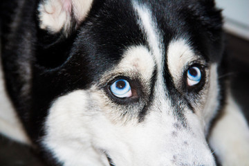 Blue eyes husky close-up. Black and white male Siberian husky.