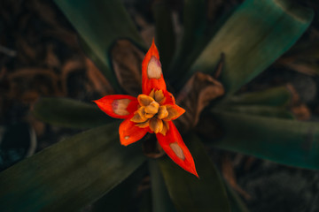 flower nature orchard red spring flora yellow orange green bloom beautiful color summer leaves