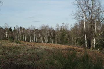 Obraz premium Heide Landschaft Sauerland 