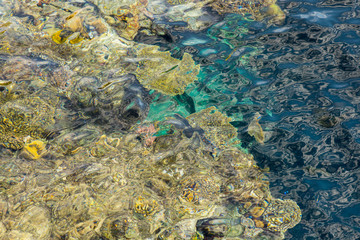 Fototapeta na wymiar Coral under clear water. Abstract marine background