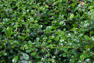 Green Leaf Wall Pattern Nature Background.