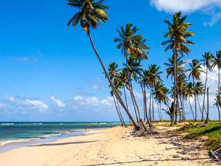 A relaxing Caribbean beach with palm trees a blue sky golden sand and calm waters. 