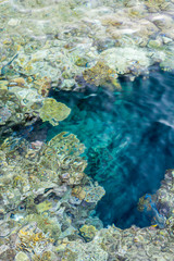 aerial landscape top view of Red sea bottom with coral reefs through aquamarine transparent water surface south tropical nature background photography. vertical photo
