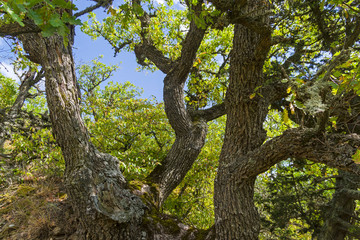 Fototapeta na wymiar Oak in the forest on a hillside.