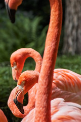 Group of flamingo heads