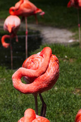 Flamingo in sleeping position