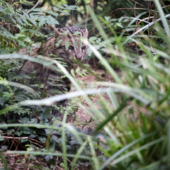 Fishing Cat (Prionailurus viverrinus)