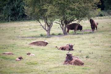 European bison (Bison bonasus)
