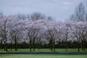 Kersenbloesempark translation flower park There are 400 cherry trees in the Amsterdamse Bos, In the...