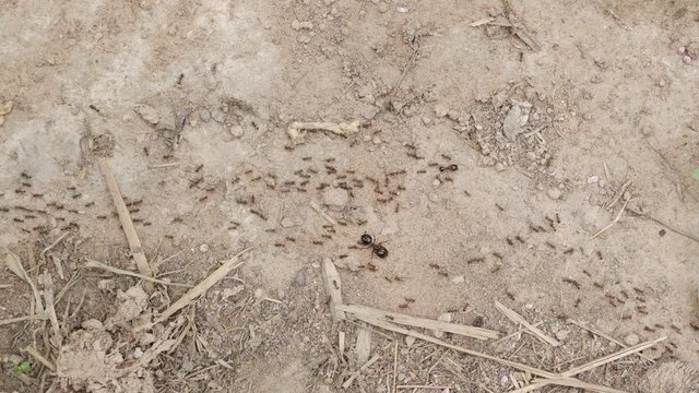 Top view ants will migrate before heavy rains are perceived instincts.