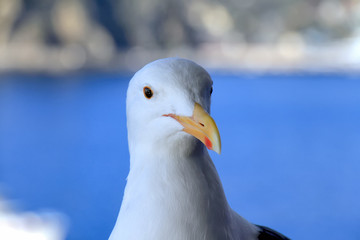 Seagull bird standing over the blue seashore, Uncontrolled rapid growth number of gulls causing nuisance attack and environment problem.