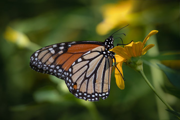 A monarch butterfly on a yellow flower against a dark blurred background