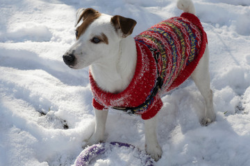 A Jack Russell Terrier in a red sweater plays with a ring in a snowy winter Park
