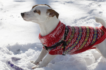 A Jack Russell Terrier in a red sweater plays with a ring in a snowy winter Park