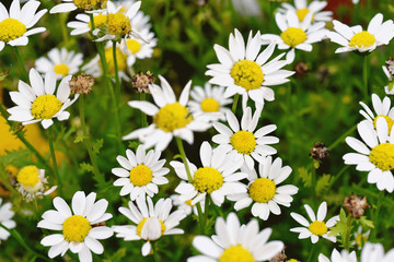 Beautiful white chamomile flower blooming in wild nature field, Spring flower natural background.