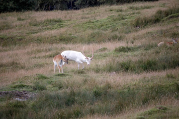 Obraz na płótnie Canvas Red Lechwe Antelope (Kobus leche)