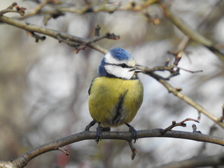 Close-up of  Blue Tit with open beak while singing on a tree branch © JoanRosie