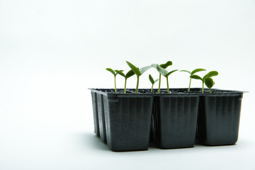 cucumber sprouts in a pots on a white background