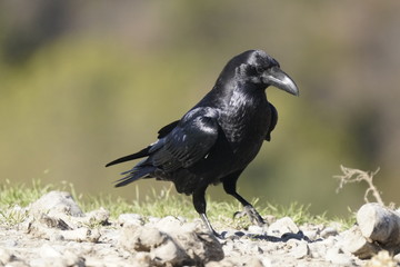 raven common