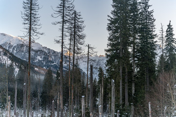 Winter in rocky mountains