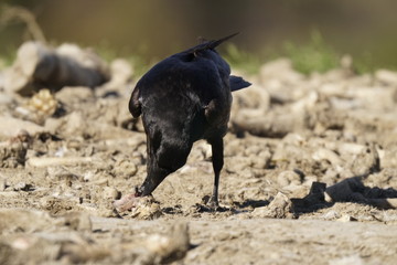 raven common