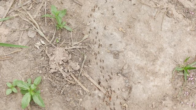 Top view ants will migrate before heavy rains are perceived instincts.