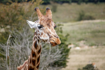 Portrait of a Giraffe (Giraffa camelopardalis)